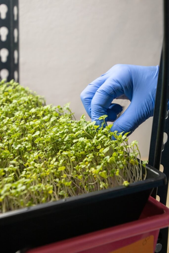 Servicios de Cultivo de Microgreens en Madrid