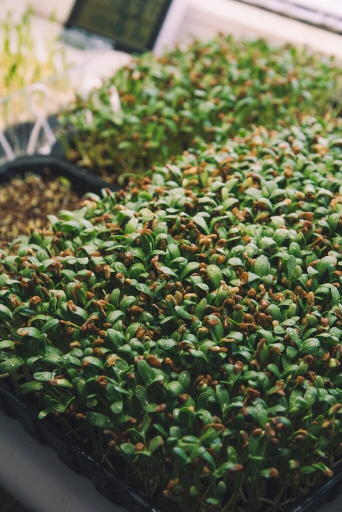 a bunch of plants that are in a tray