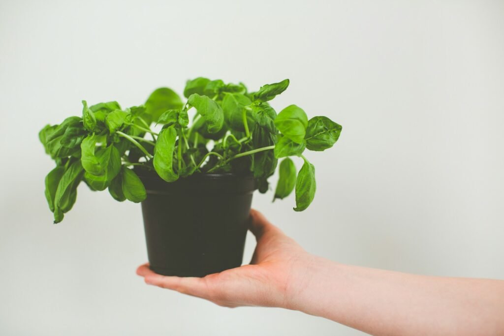 Contacto de Cultivo de Microgreens en Madrid
